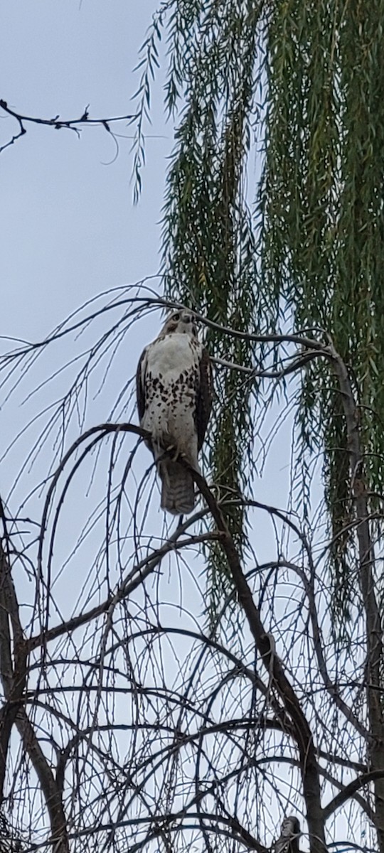 Red-tailed Hawk - ML508615581