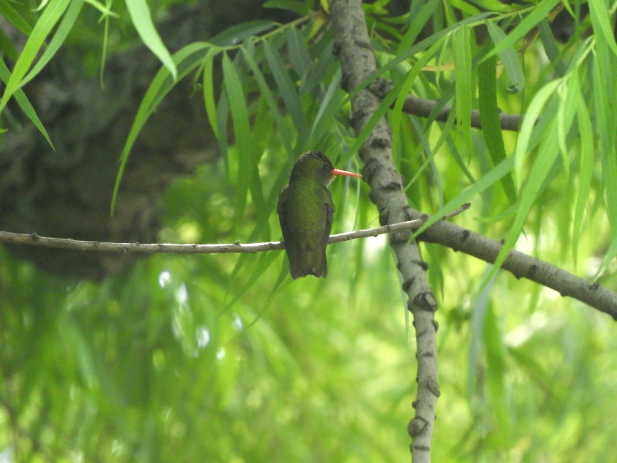 Gilded Hummingbird - ML508616191