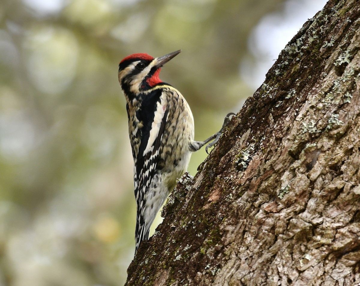 Yellow-bellied Sapsucker - Claudia Nielson