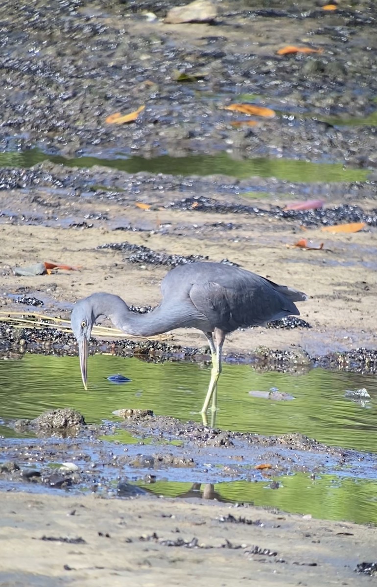 Pacific Reef-Heron - ML508616611