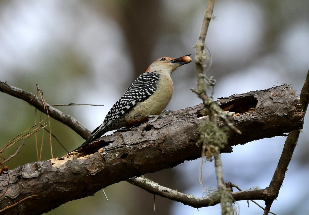 Red-bellied Woodpecker - Claudia Nielson