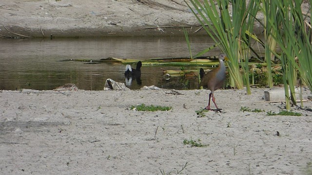 Giant Wood-Rail - ML508619481