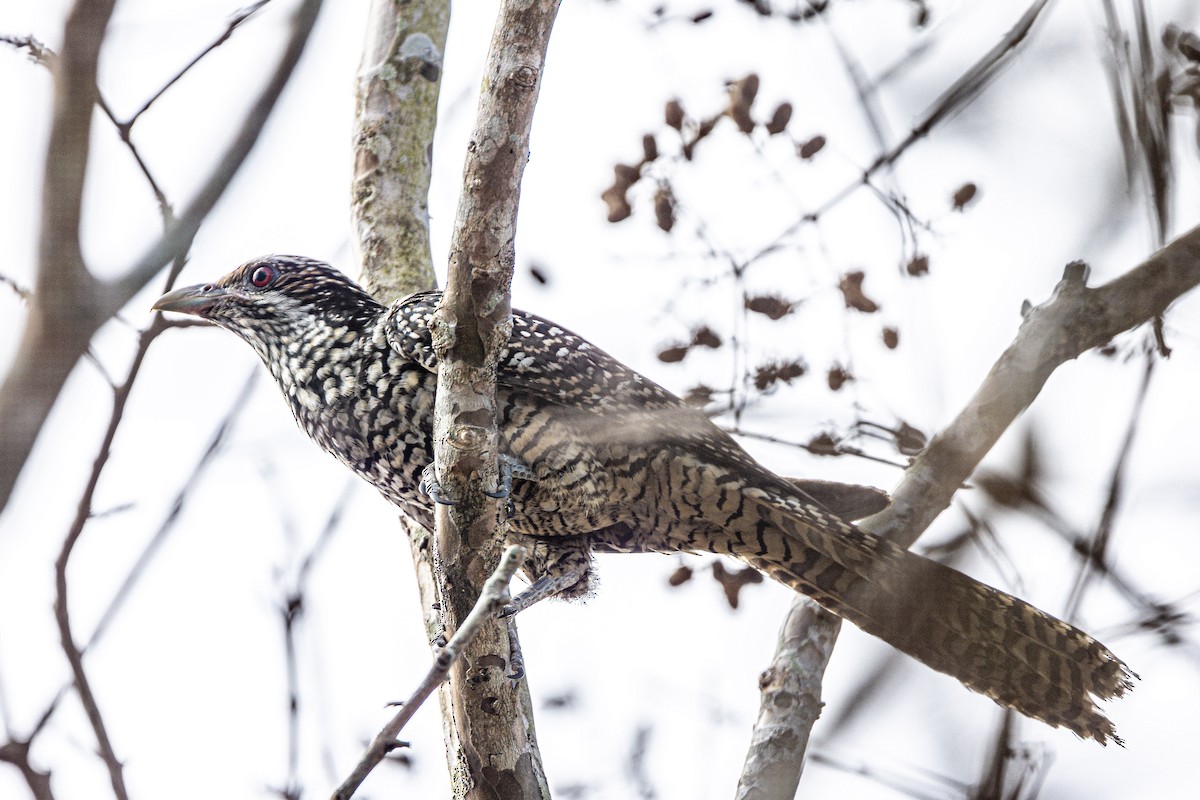 Asian Koel - ML508621961