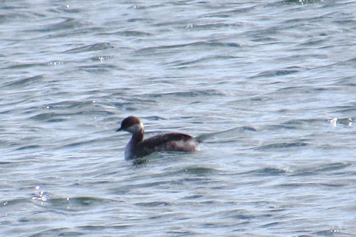 Horned Grebe - ML50862321