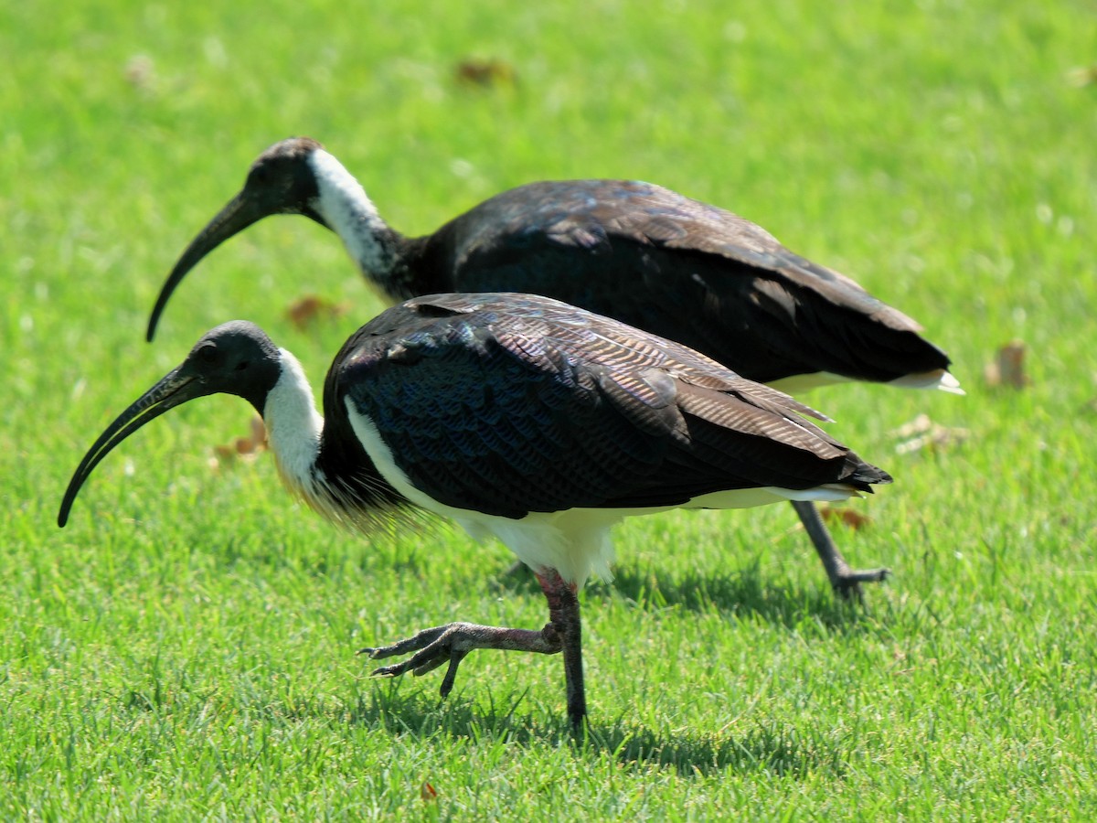 Straw-necked Ibis - ML508623761