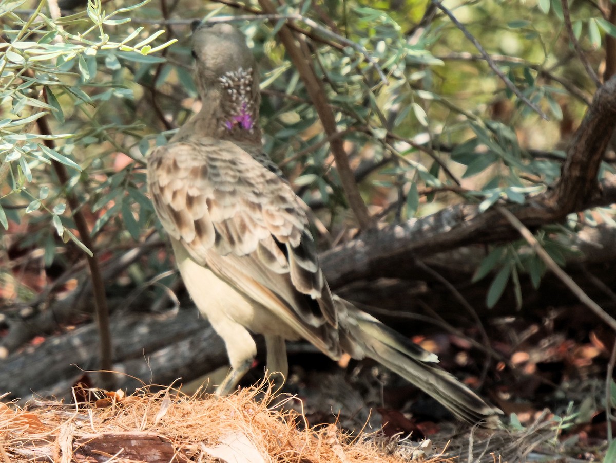 Great Bowerbird - ML508623801