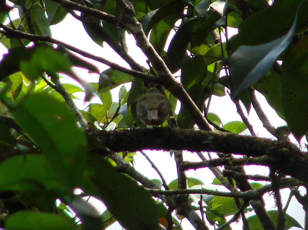 Saffron-crested Tyrant-Manakin - ML508623821