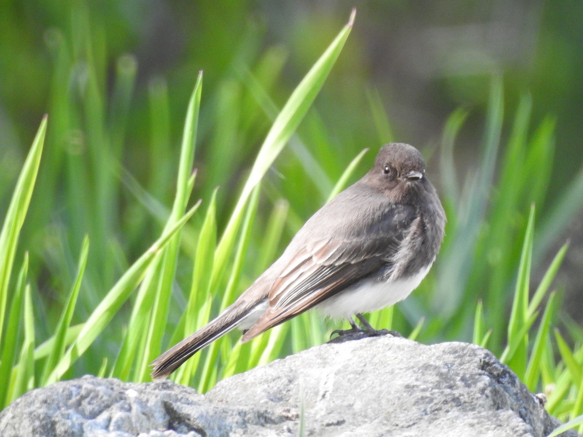 Black Phoebe - Patrick Gearin