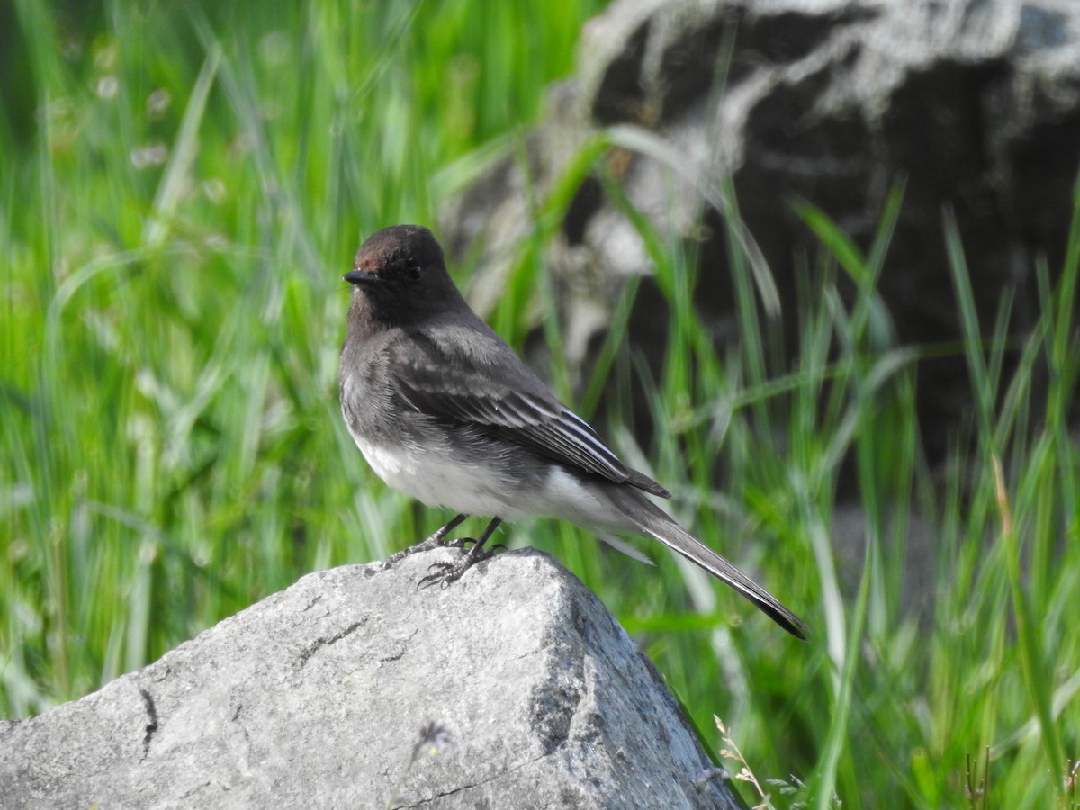 Black Phoebe - ML508624101