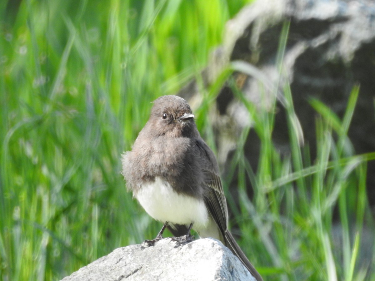 Black Phoebe - ML508624441