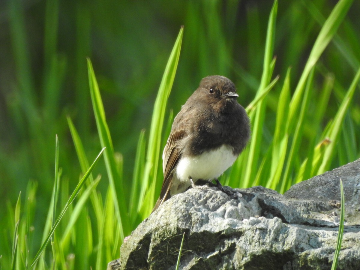 Black Phoebe - ML508624621