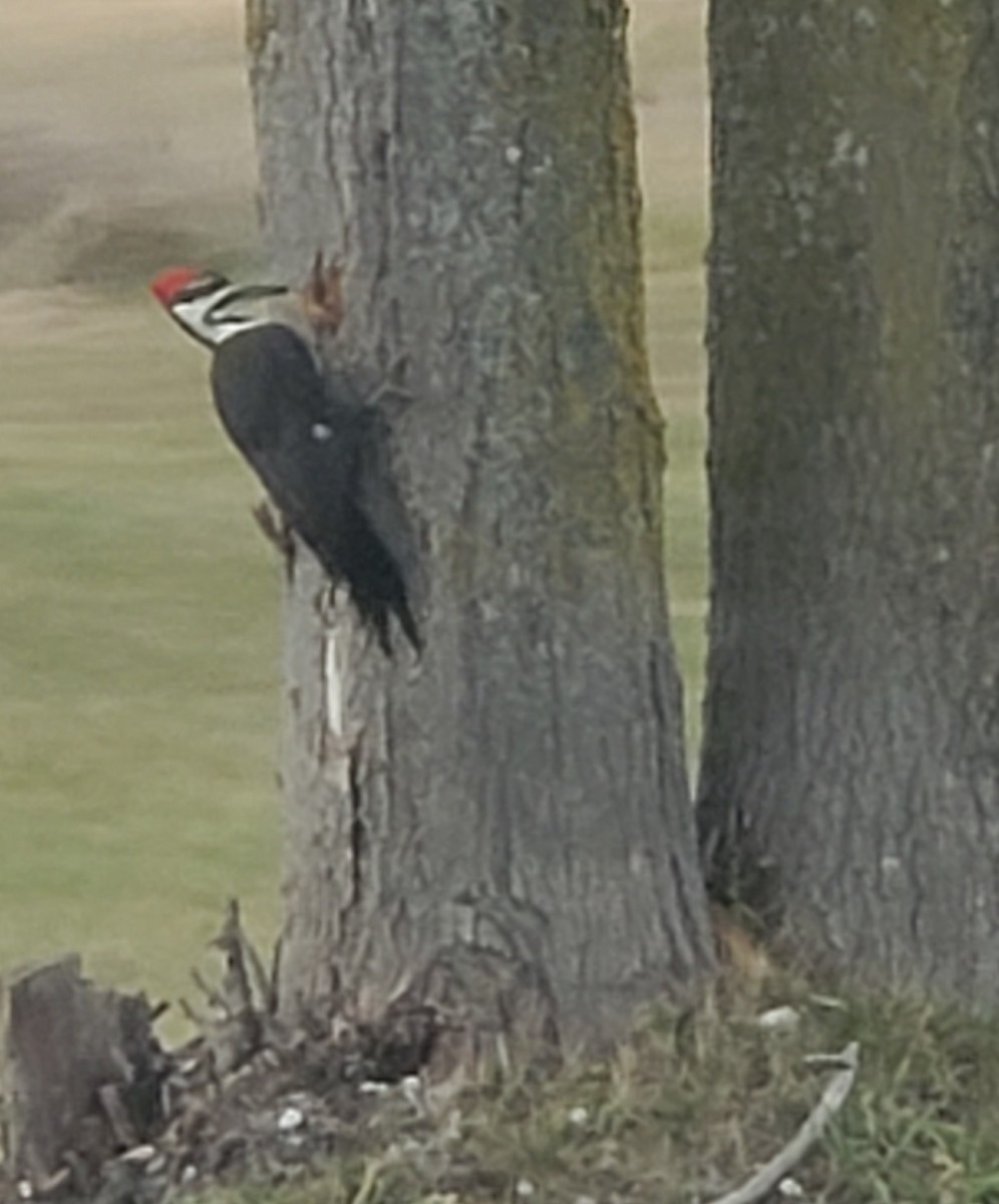 Pileated Woodpecker - ML508624731