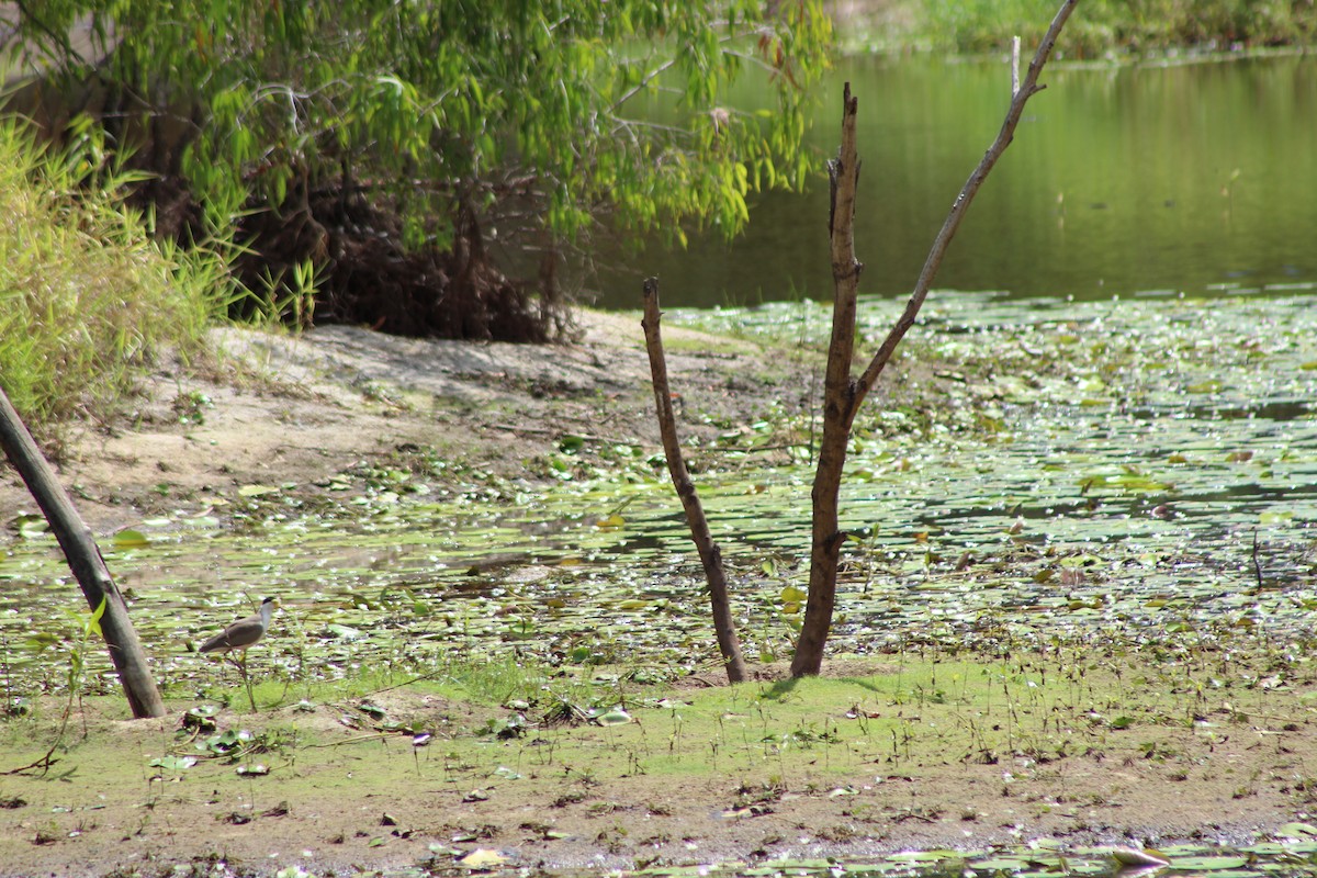 čejka australská (ssp. miles) - ML508625951