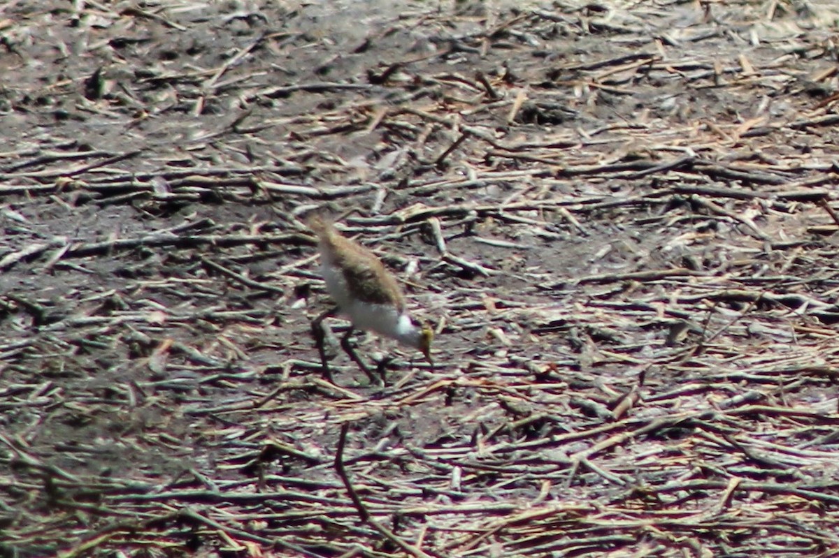 Masked Lapwing (Masked) - ML508626261