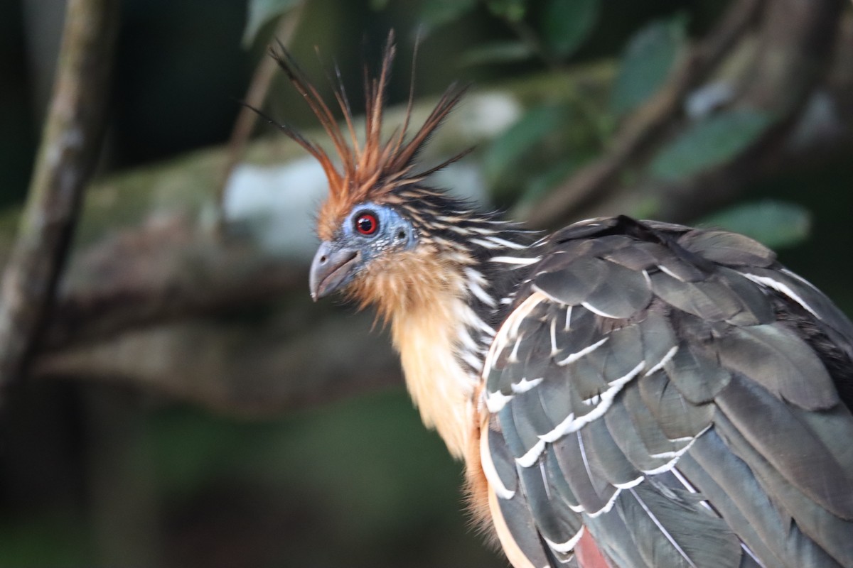 Hoatzin - Matt Del Buono