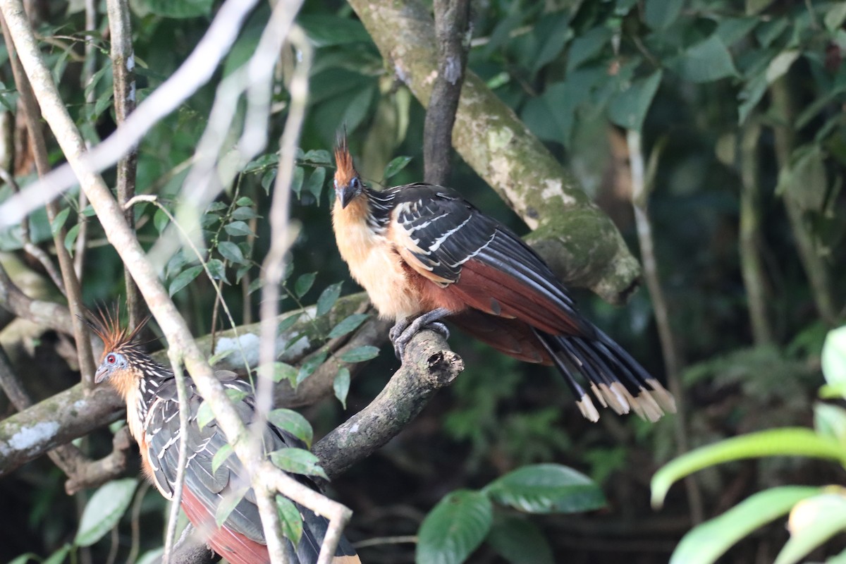 Hoatzin - ML508627601