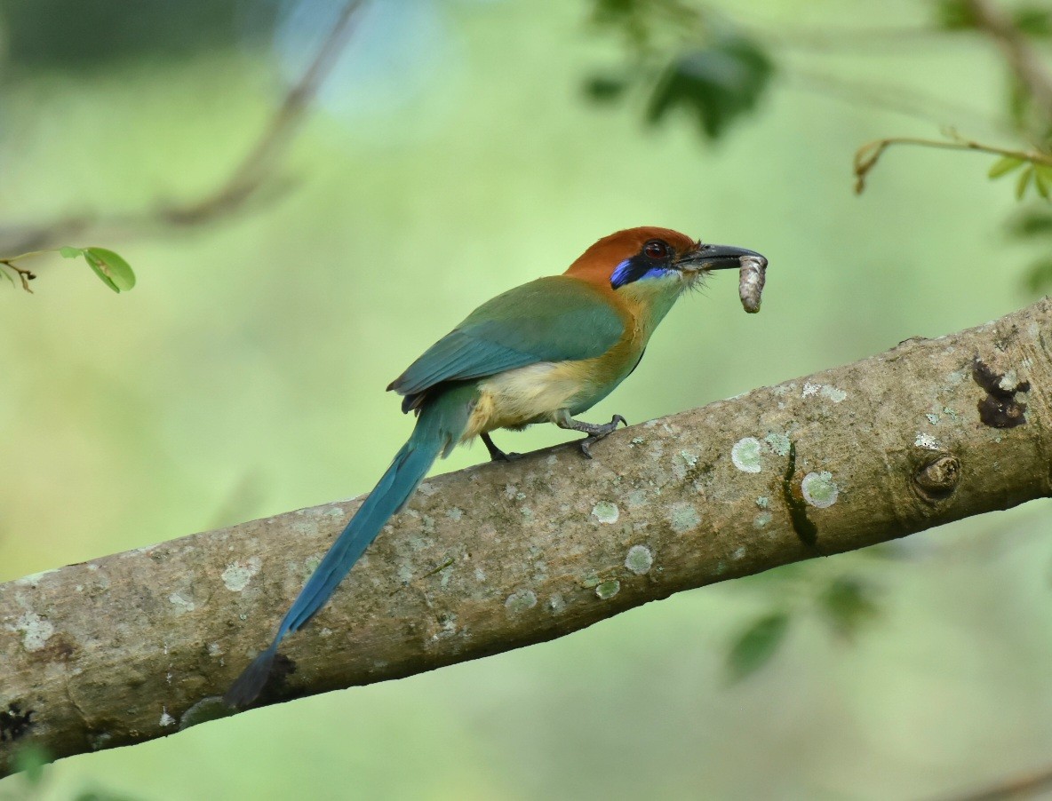 Russet-crowned Motmot - ML508628851