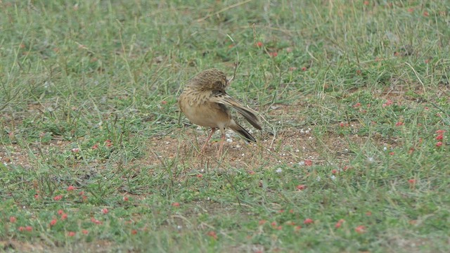 Oriental Skylark - ML508629241