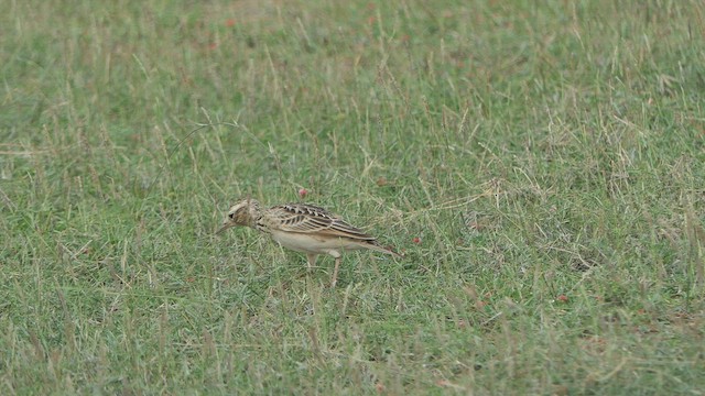 Oriental Skylark - ML508629331