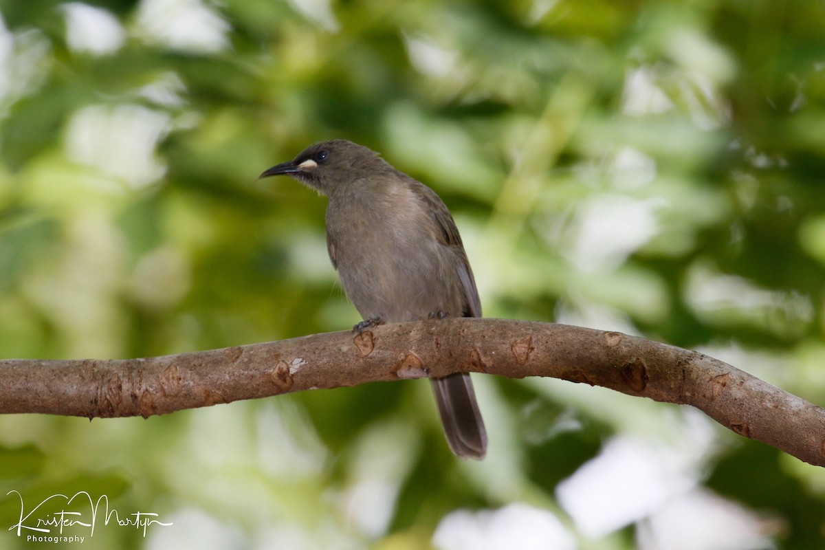 White-gaped Honeyeater - ML508629551