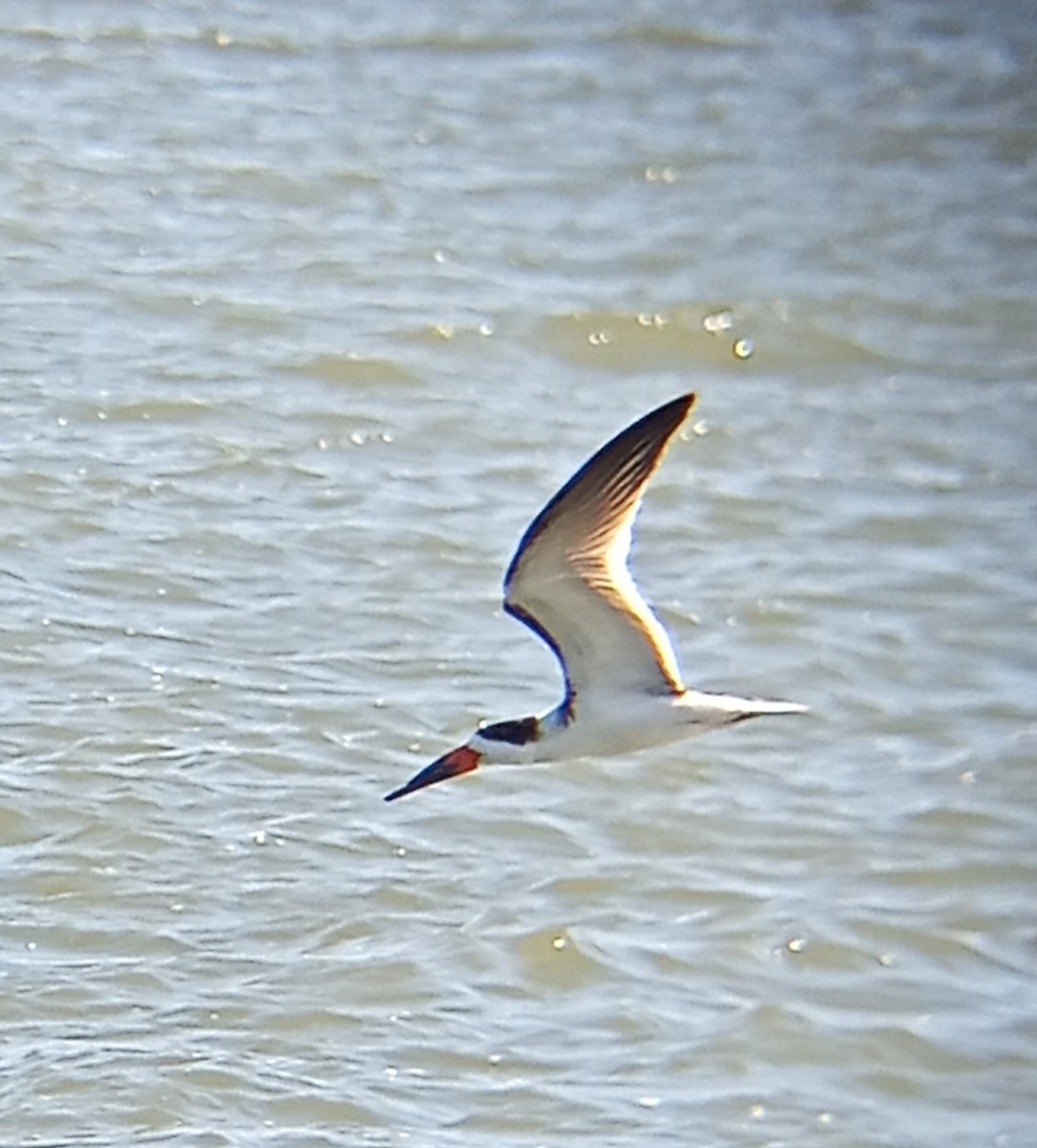 Black Skimmer - ML508629561