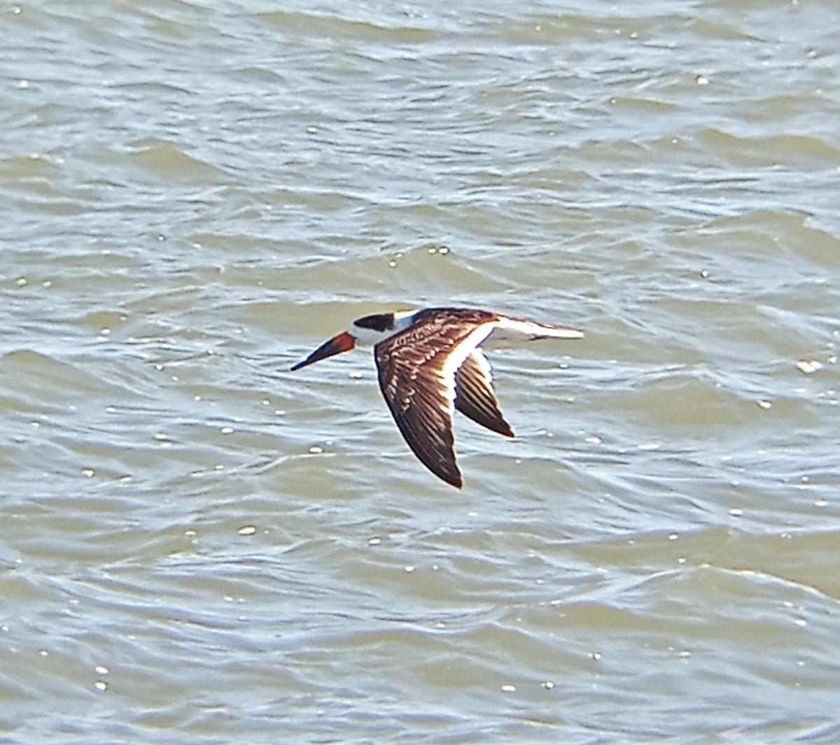 Black Skimmer - ML508629581