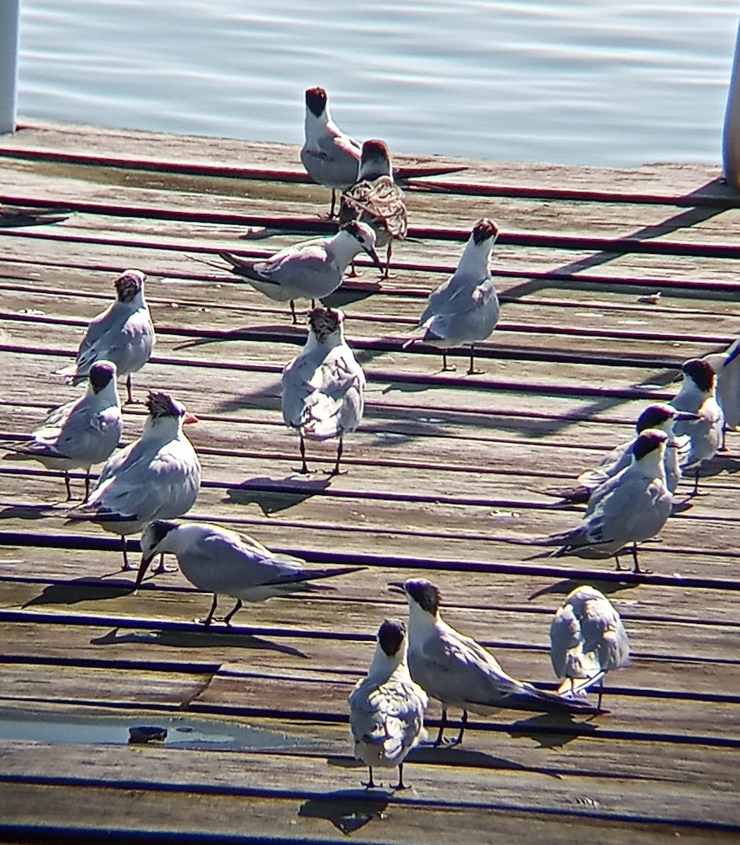 Sandwich Tern - ML508629911