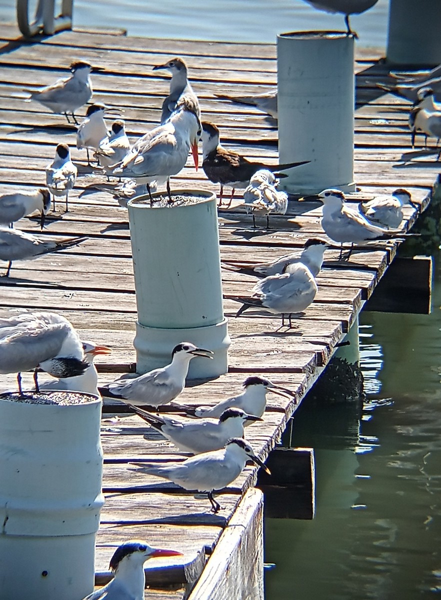 Sandwich Tern - ML508629921