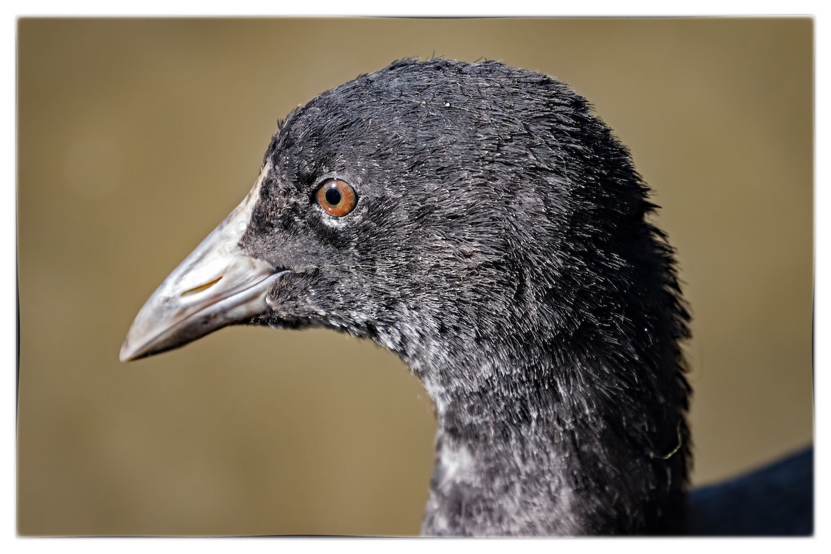 Eurasian Coot - Julie Clark