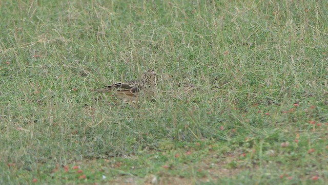 Oriental Skylark - ML508630441