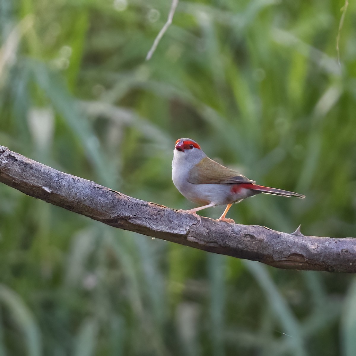 Red-browed Firetail - ML508630701