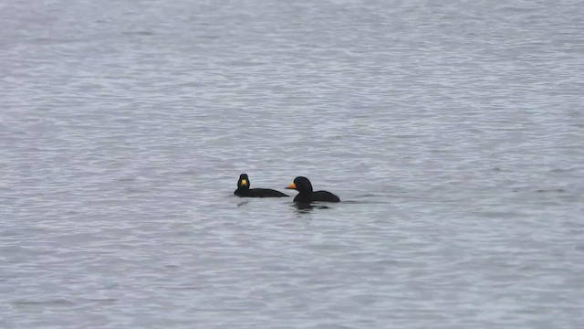 Black Scoter - ML508631261