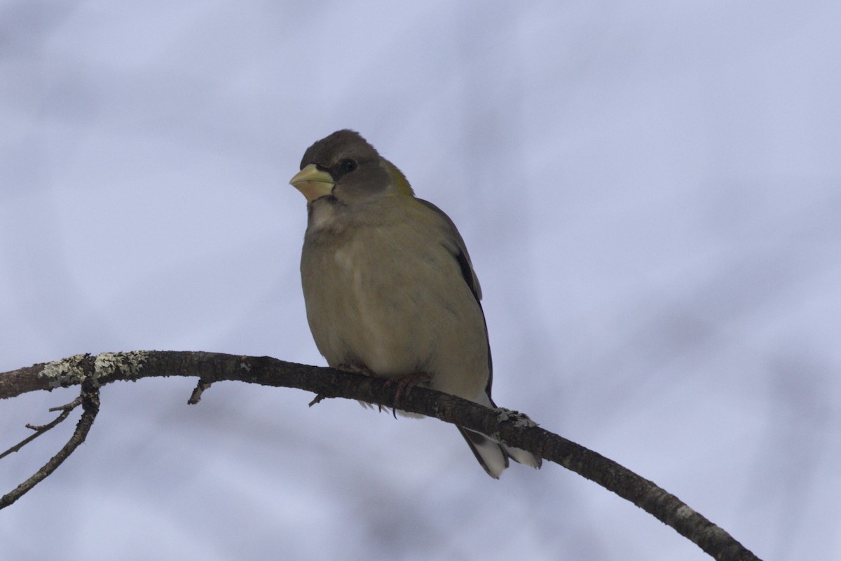 Evening Grosbeak - Michelle Martin