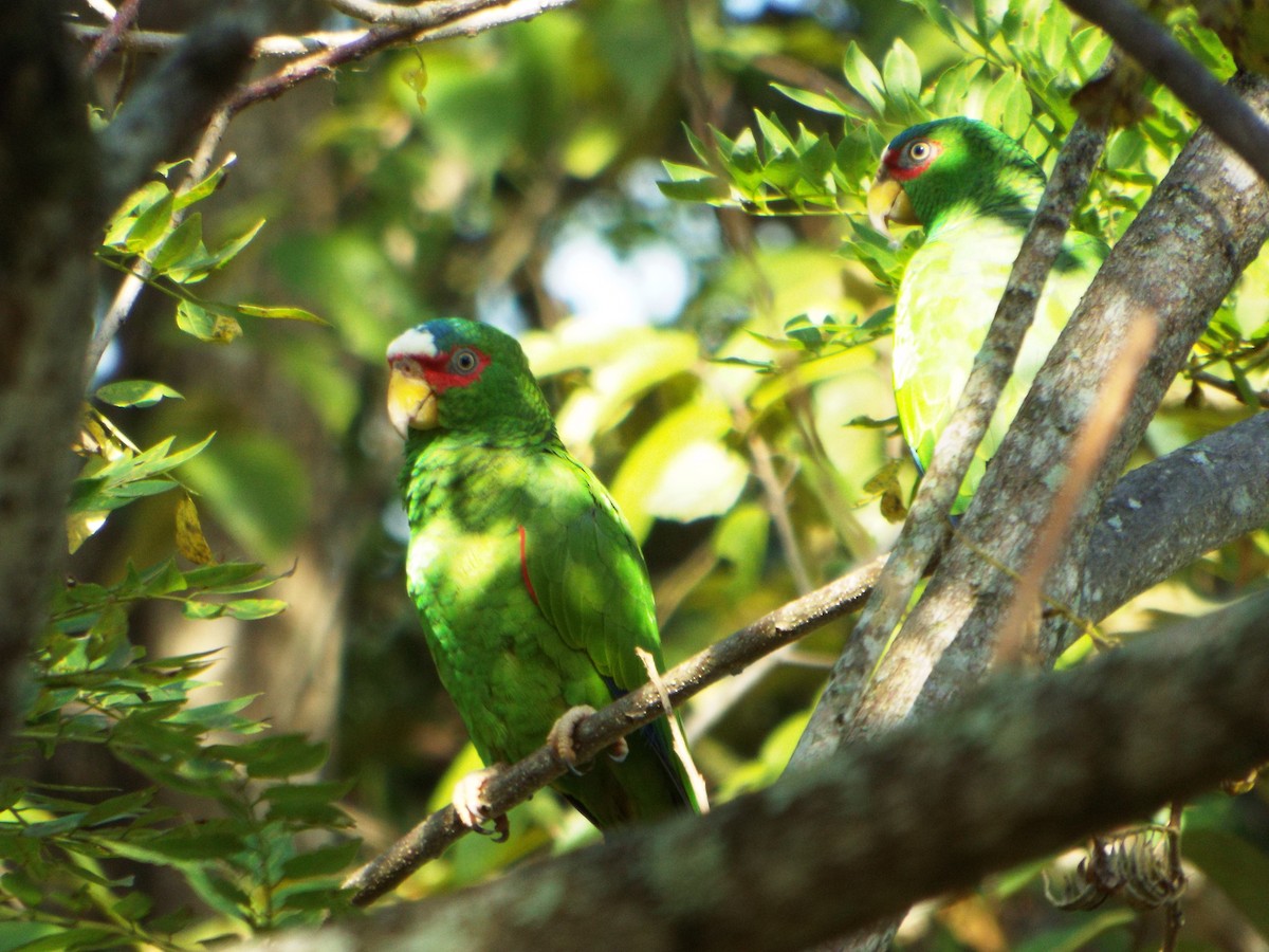 White-fronted Parrot - ML508632631