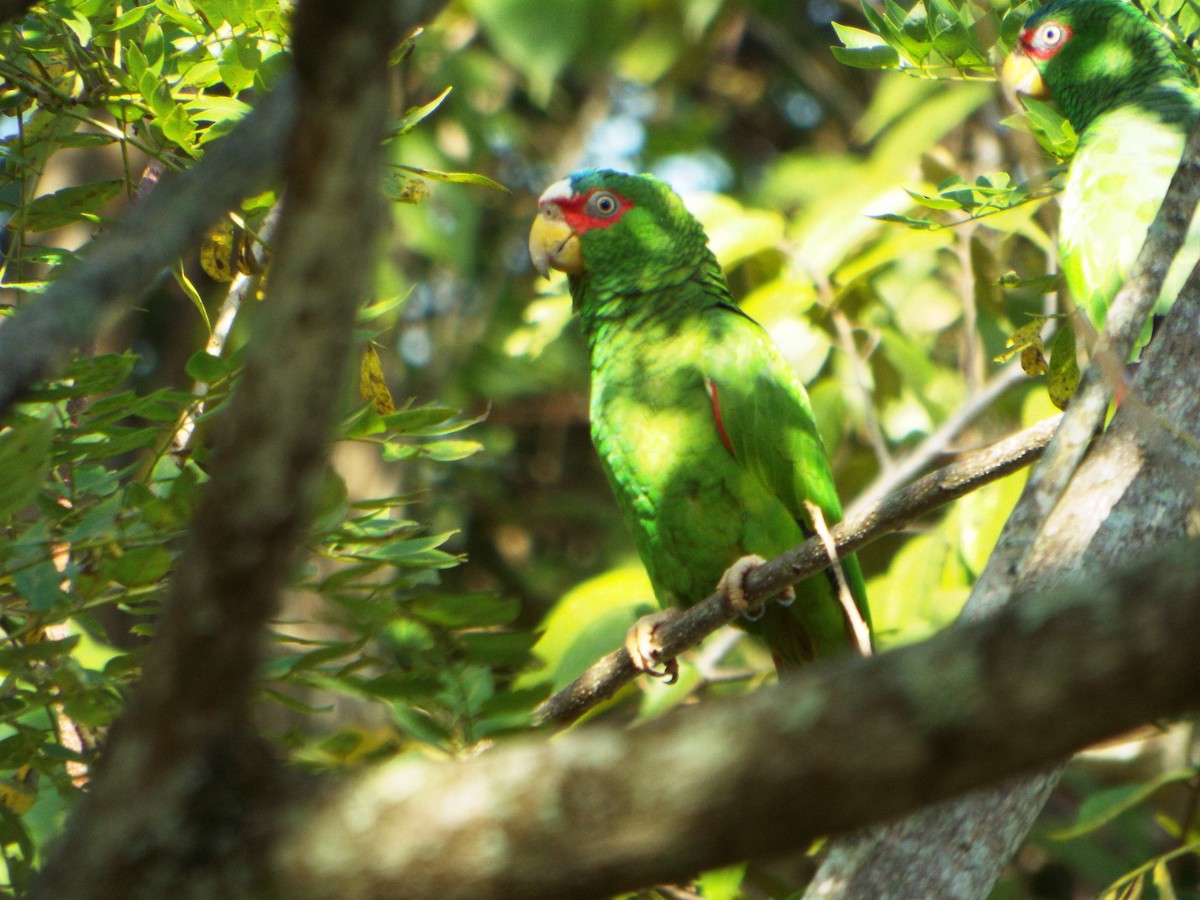 White-fronted Parrot - ML508632641