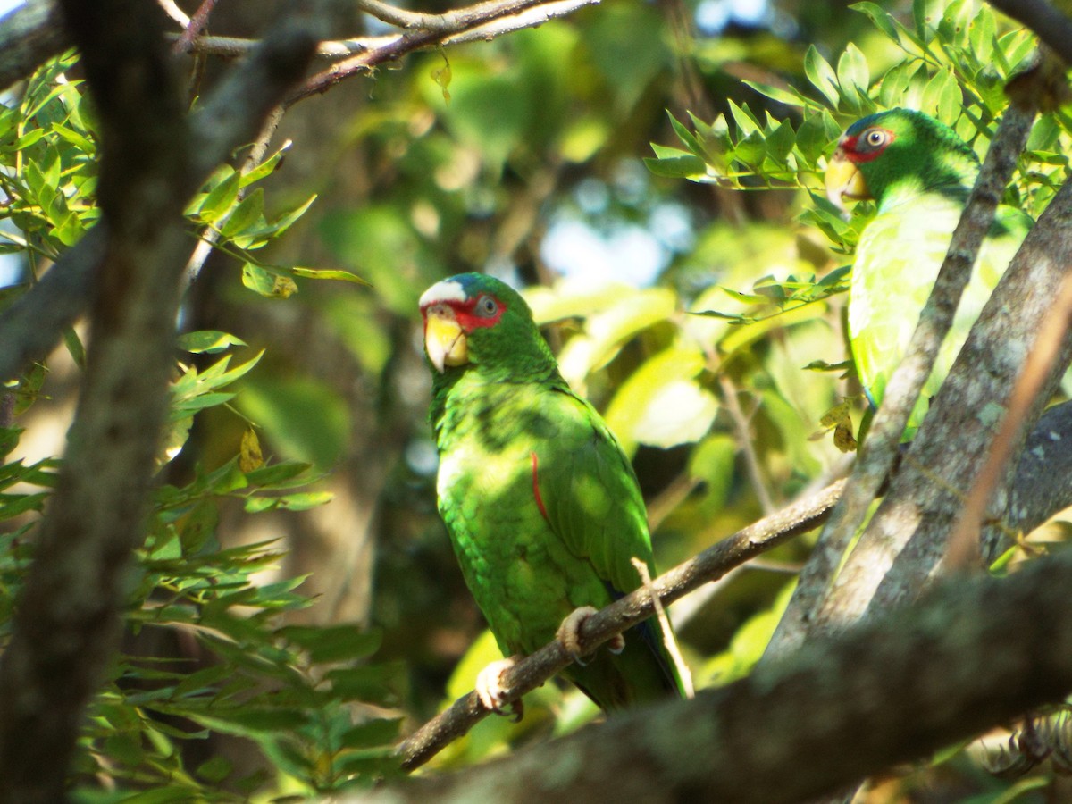 White-fronted Parrot - ML508632651