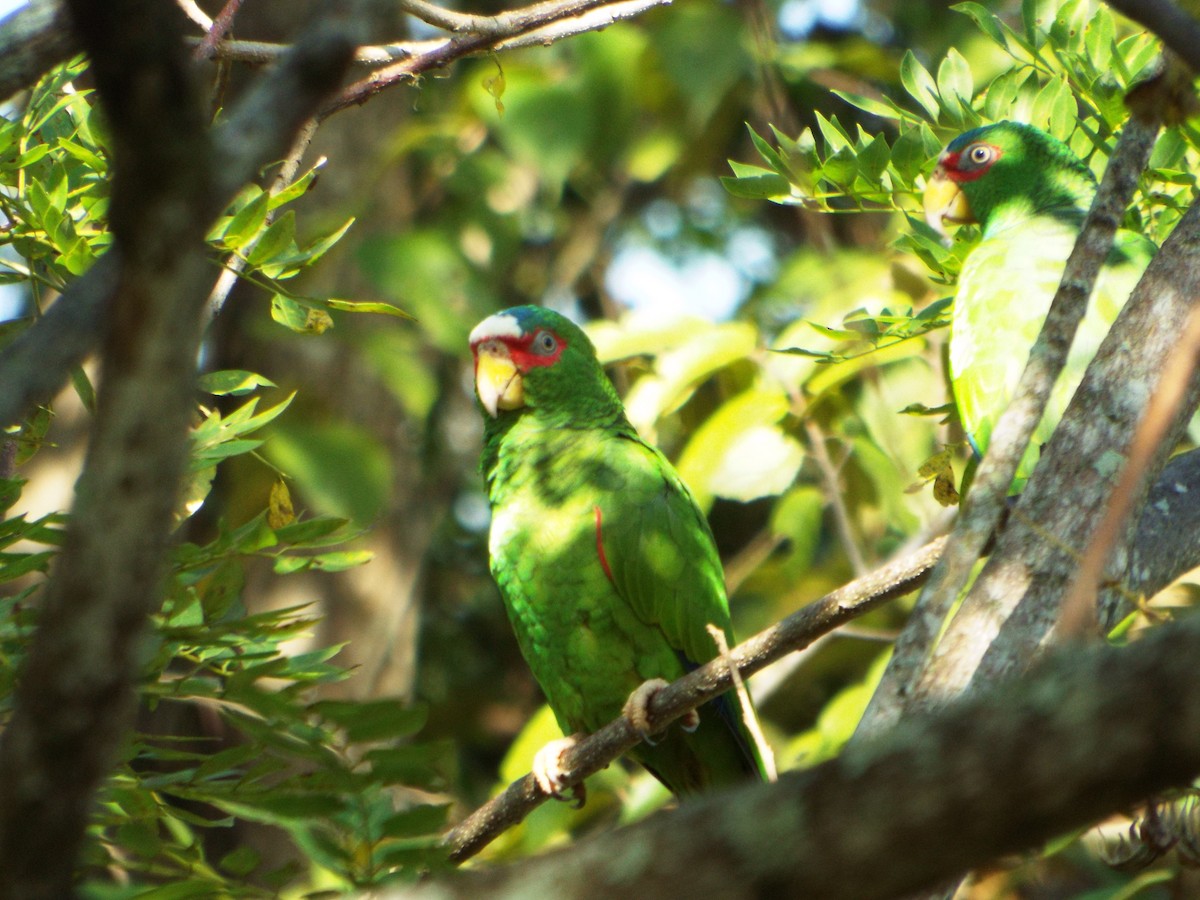 コボウシインコ - ML508632651