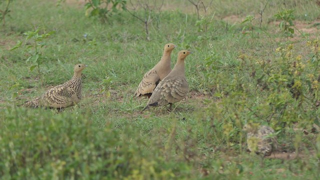 Chestnut-bellied Sandgrouse - ML508632781