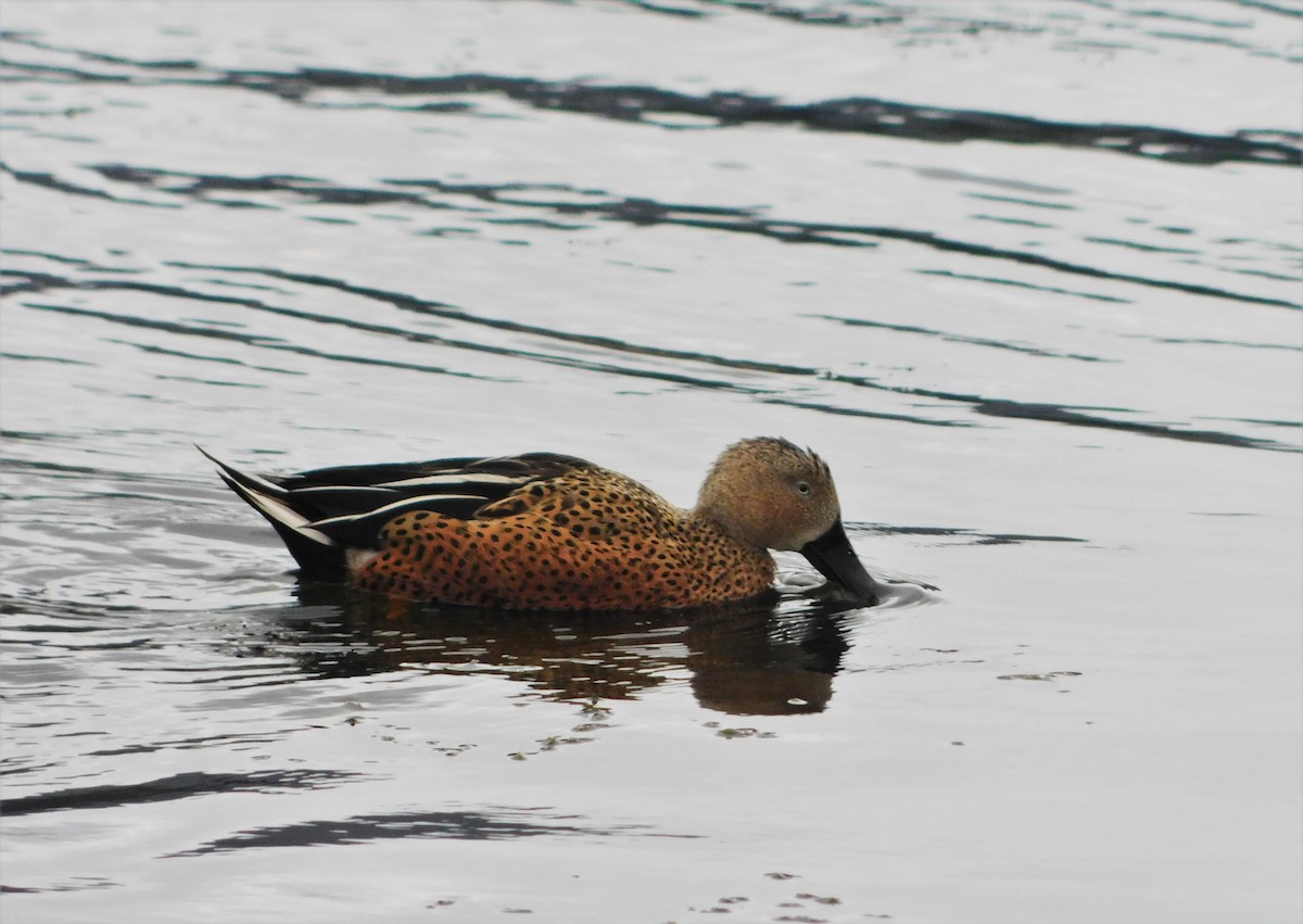 Red Shoveler - Nicolás Bejarano