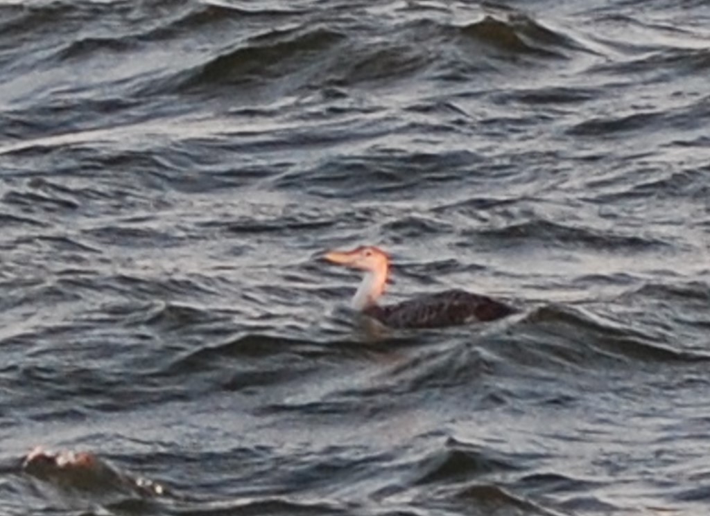 Yellow-billed Loon - ML508636401