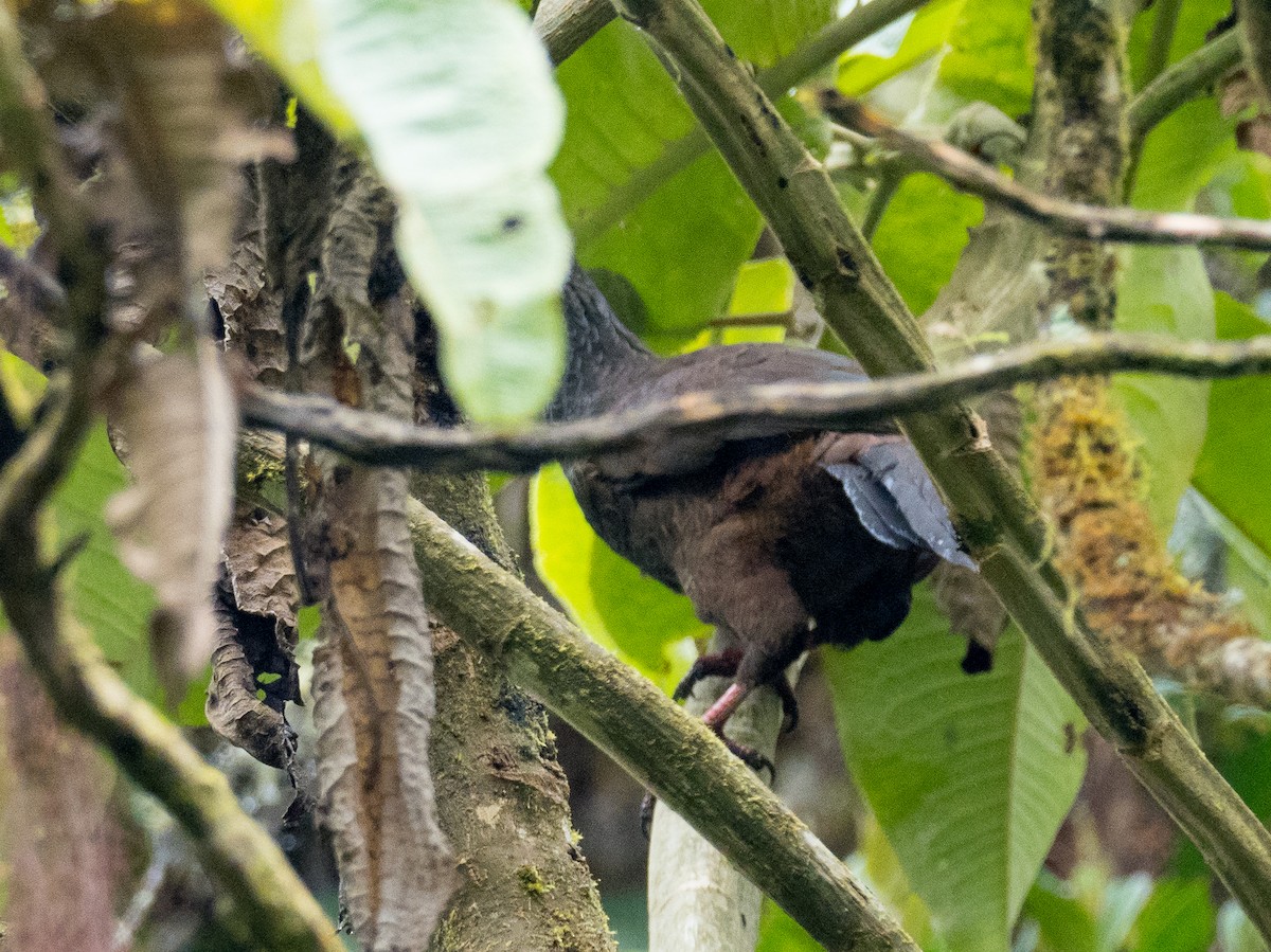 Andean Guan - ML508637251