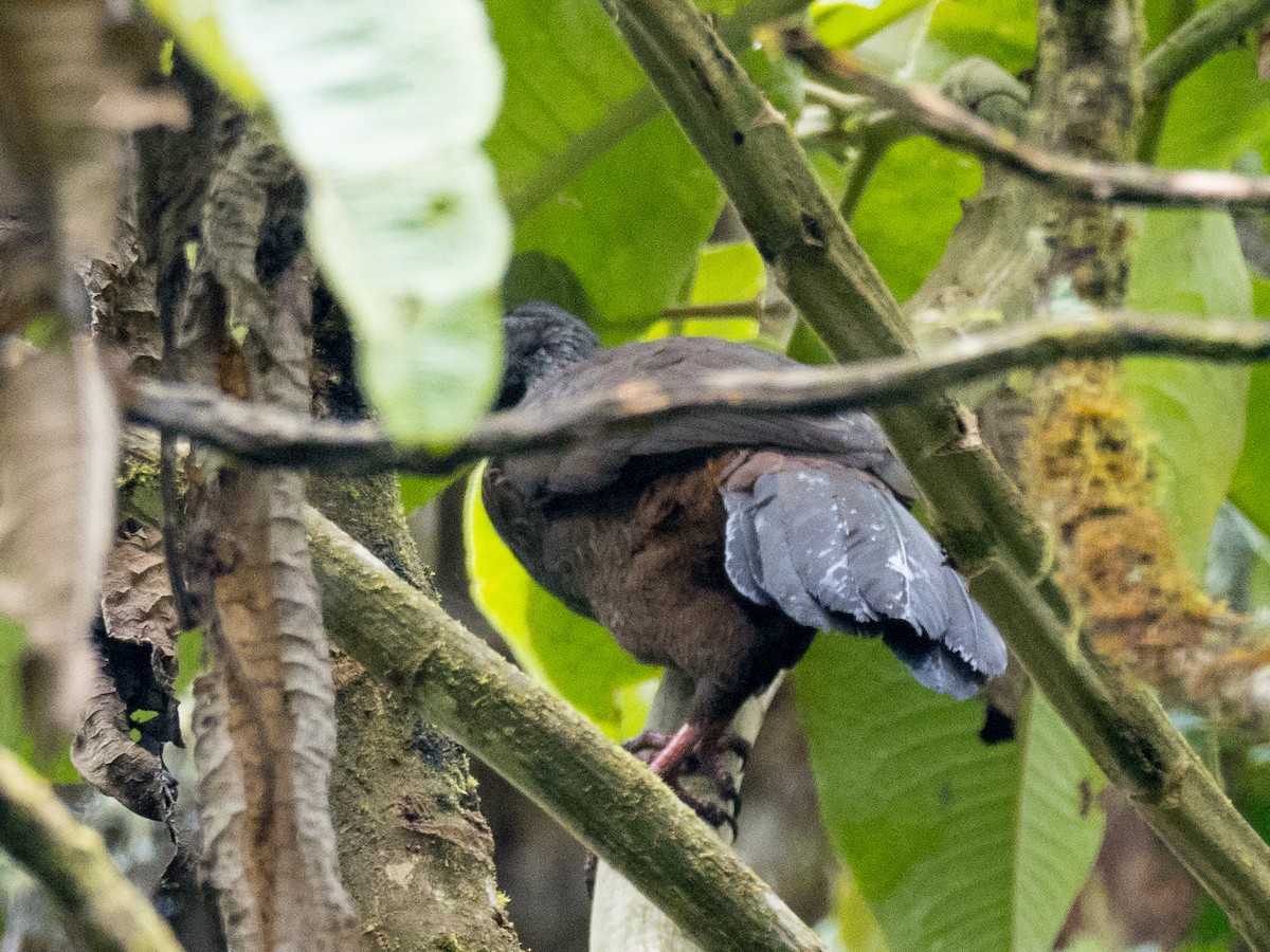 Andean Guan - ML508637261