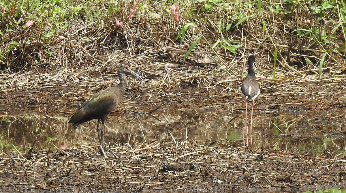 White-faced Ibis - Chris Dean