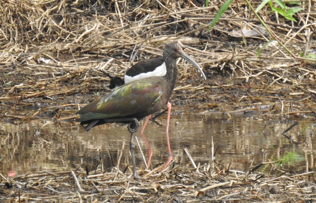 White-faced Ibis - Chris Dean