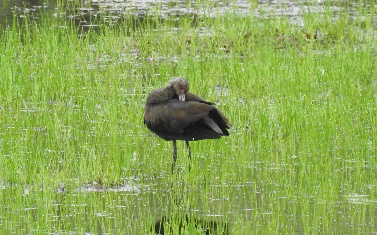 White-faced Ibis - Chris Dean