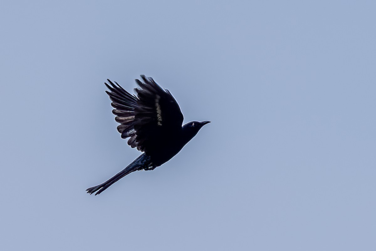 Square-tailed Drongo-Cuckoo - ML508637981