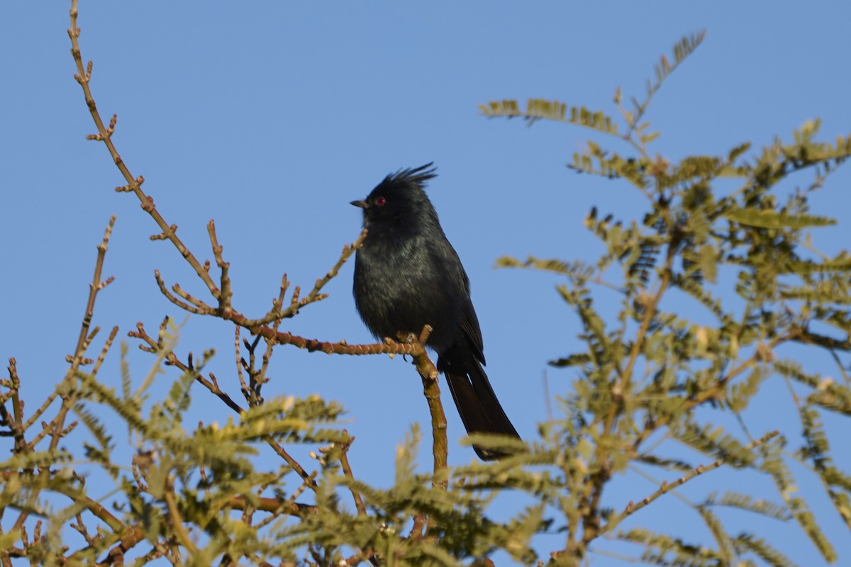 Phainopepla - George Ross