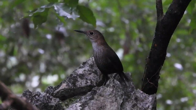 Nava's Wren - ML508640711