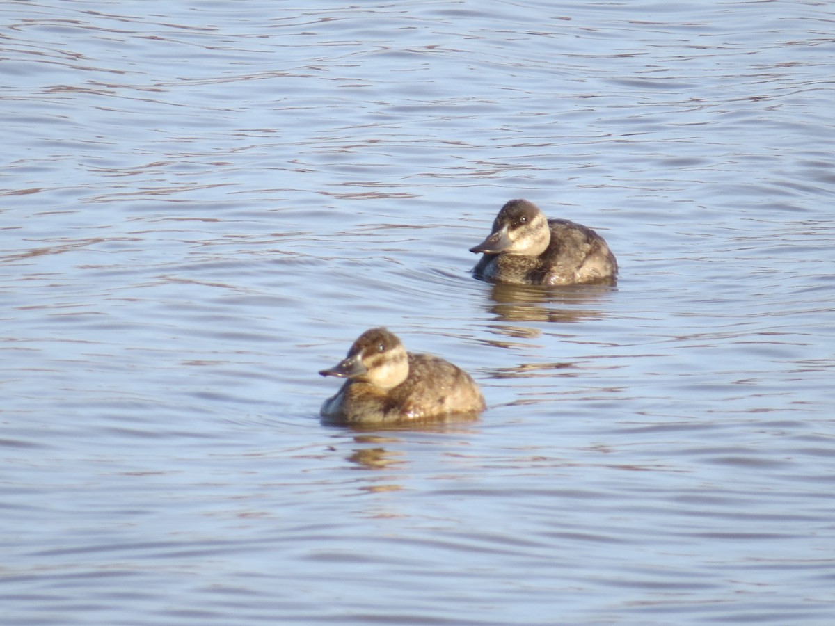 Ruddy Duck - ML508640841