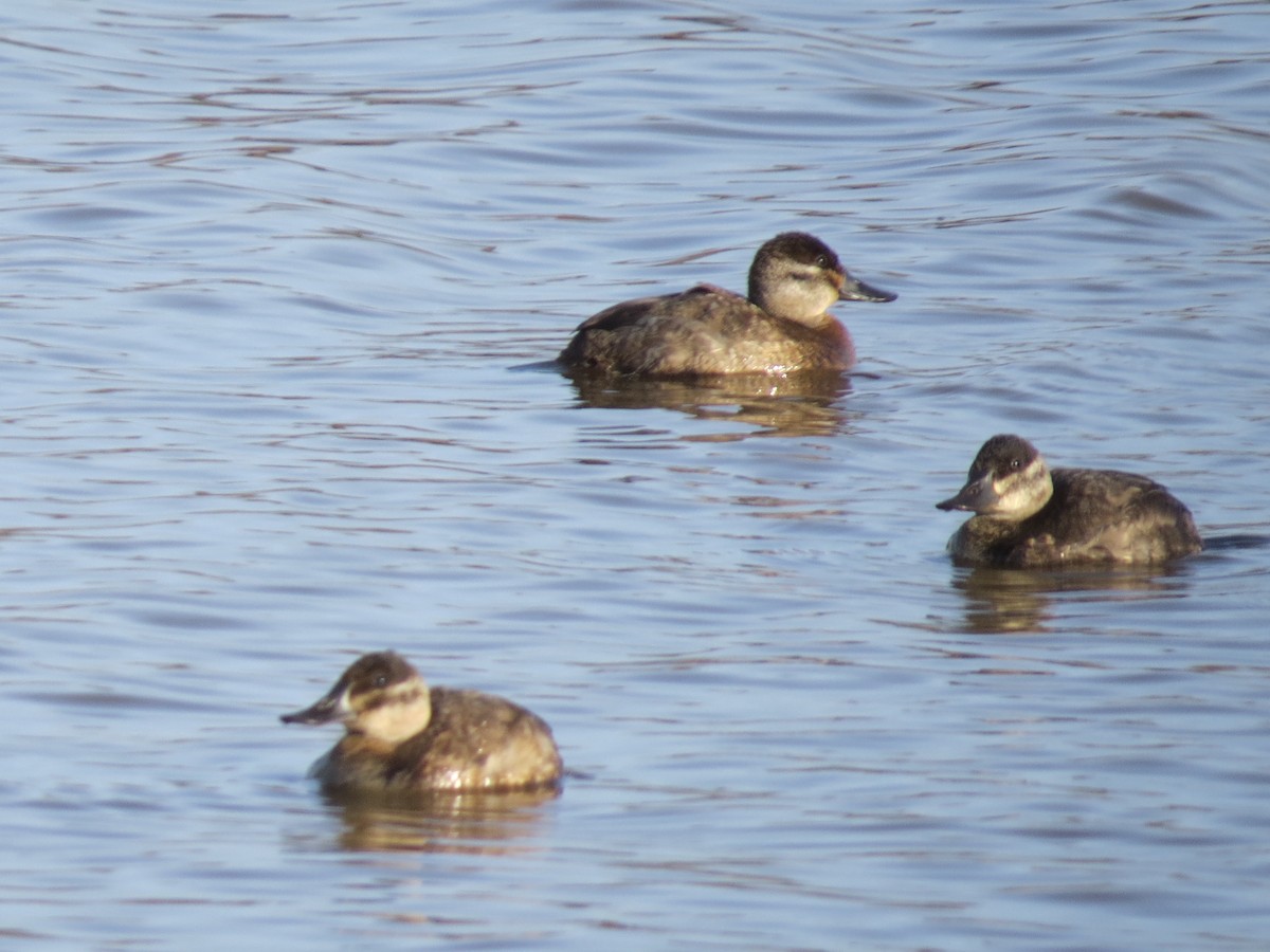 Ruddy Duck - ML508640861
